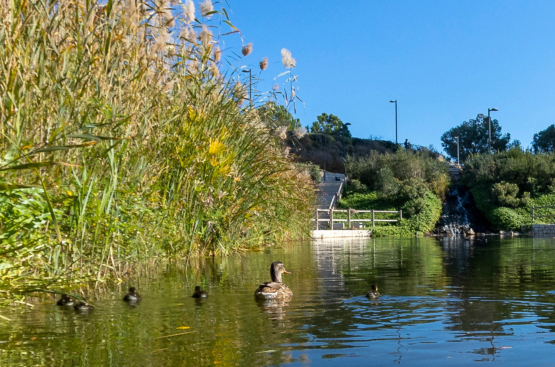 Ir a la noticia El proyecto IRIS digitalizará la gestión de infraestructuras verdes de Alicante y Elche para impulsar su eficiencia